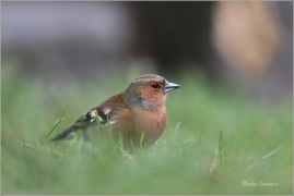 <p>PĚNKAVA OBECNÁ - sameček (Fringilla coelebs) ---- /Chaffinch - Buchfink/</p>